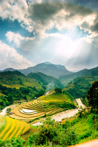 稻田上的梯田的木仓柴，Yenbai，越南。稻田准备在西北 Vietnam.Vietnam 风景收获