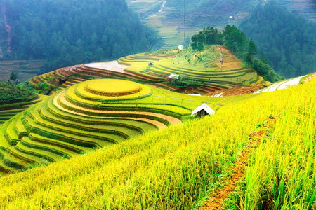 稻田上的梯田的木仓柴，Yenbai，越南。稻田准备在西北 Vietnam.Vietnam 风景收获
