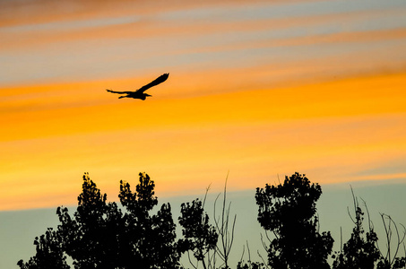 大蓝鹭映衬在落日的天空飞