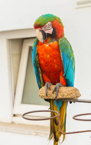 亚马逊鹦鹉鹦鹉的肖像