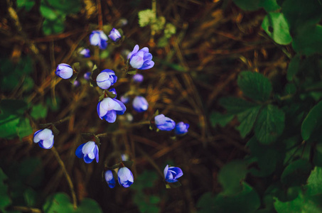 在早春的森林里, 鳙在自然环境中的小肝花。蓝色花朵的宏观拍摄与浅景深。抽象弹簧背景