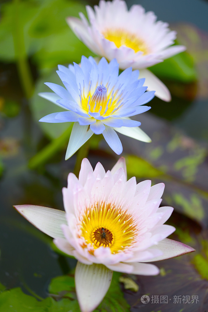 粉红色的睡莲莲花