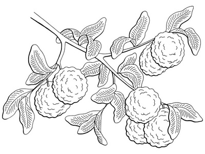 红糖佛手图佛手柑水果图形分支黑色白色隔离素描插图向量照片