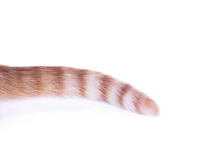 黑色猫女壁纸图片-黑色猫女壁纸素材-黑色猫女壁纸插画-摄图新视界