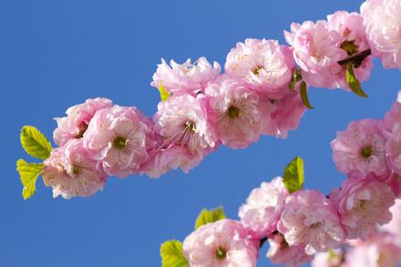 桃花粉色樱花