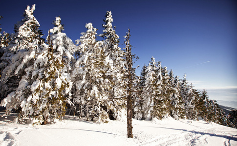 冬季景观与雪杉树