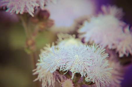 蓝色的牙线花或 Bluemink，Blueweed，猫足，墨西哥画笔在因斯布鲁克