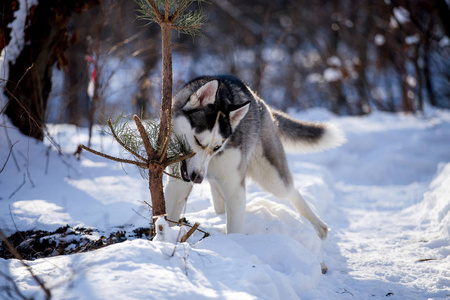 美丽的哈士奇犬在冬季森林