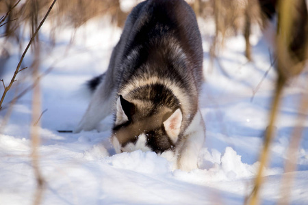 美丽的哈士奇犬在冬季森林