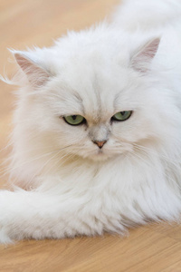 白色波斯猫图片