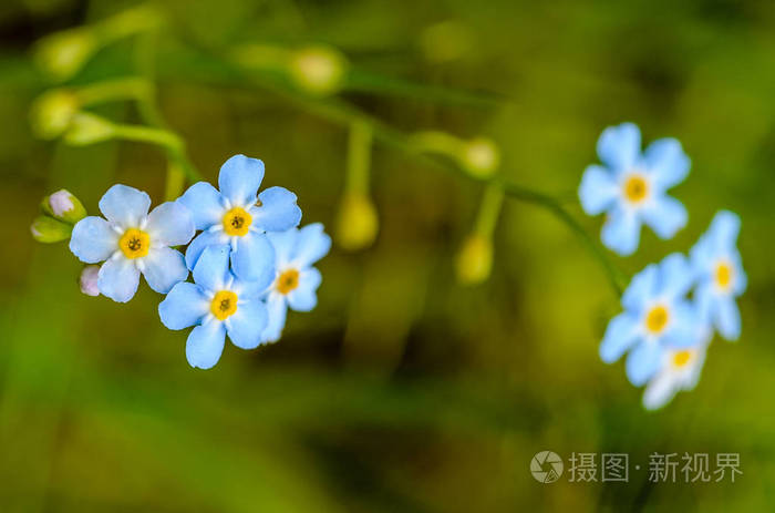 忘记我的森林花朵不开花的小蓝芽