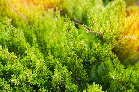 背景与杜松分枝.杜松子莓果.晴朗的一天.自然壁纸.春天.夏天摄影图