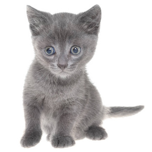 小灰色短毛猫小猫图片