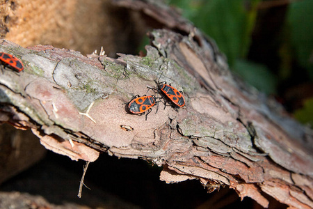 黑色和红色的萤火虫或 Pyrrhocoris 翅大头，对老树谈粪金龟