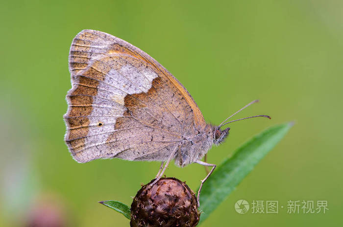 蝴蝶与折叠的翅膀的侧面视图