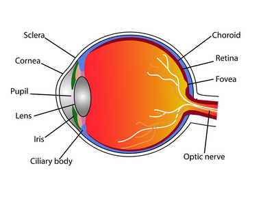 眼视觉矢量