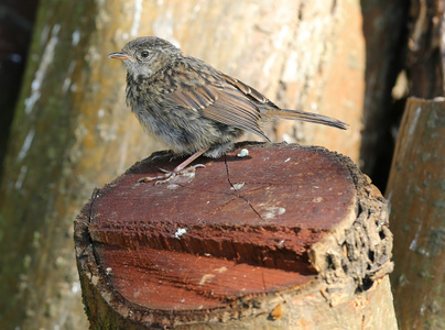 dunnock 的肖像