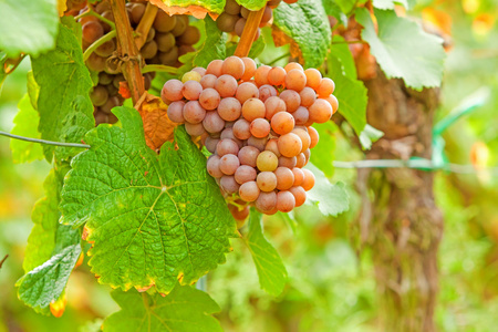 成熟的葡萄，在葡萄园里