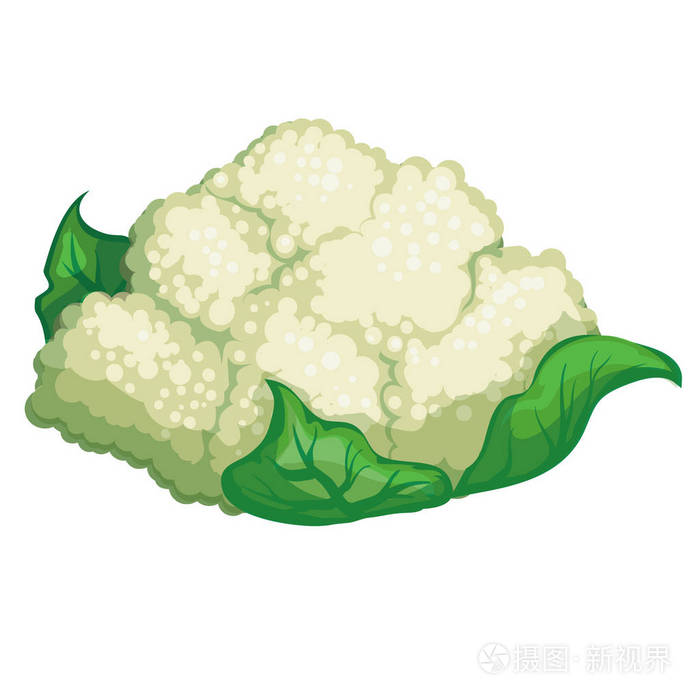 花椰菜怀特背景上孤立插画-正版商用图片0gky47-摄图新视界
