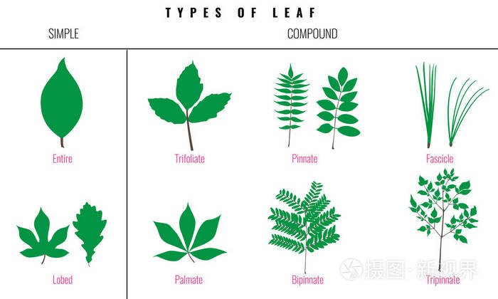 不同叶子形状名称图片图片