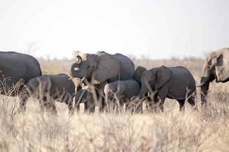 在纳米比亚非洲 Etosha Natioal 公园的野生动物群大象和婴儿