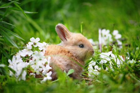 在草兔