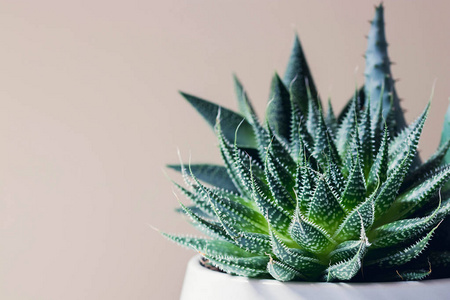 肉质的 haworthia fasciata 和芦荟在一壶白色大理石背景。现代办公桌时尚简单的植物