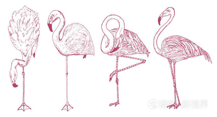 粉红色的火烈鸟手绘矢量鸟, 素描图形复古风格, phoenicopteridae