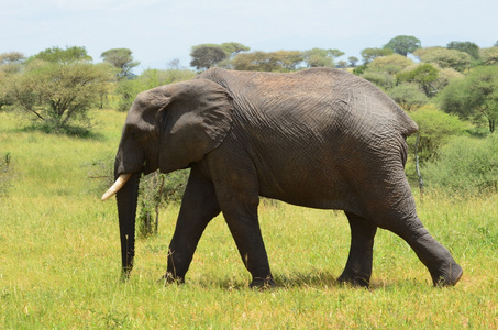 大草原大象在坦桑尼亚的塔兰吉雷公园