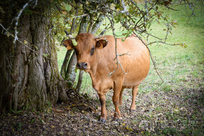 褐色的母牛在树下的草地上