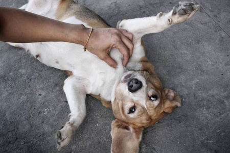 比格犬的特写