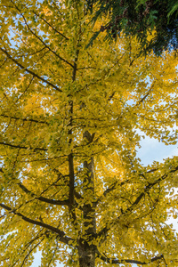 秋天的黄树7