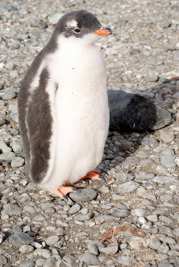 野生企鹅海海边休息照片-正版商用图片0gl9k6-摄图新视界