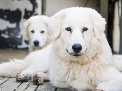 MaremmaAbruzzese Sheepdo, 大白色友好的意大利纯净的养殖狗