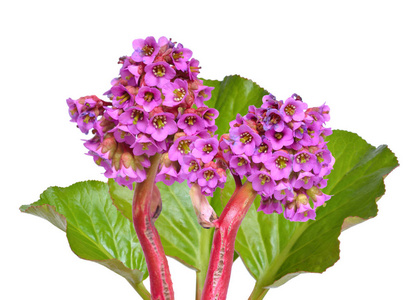 Bergenia 青海。种类的共同的名字包括心脏