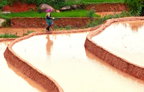 稻田上的梯田的木仓柴，Yenbai，越南。稻田准备在西北 Vietnam.Vietnam 风景收获