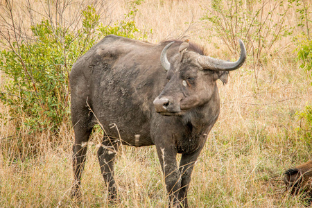 主演水牛在克鲁格国家公园，南非