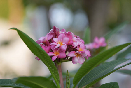 房子旁边的花园里五颜六色的花朵和绿树