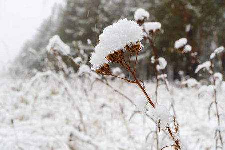 在雪原中干燥的植物草本植物草本植物, 雪落下