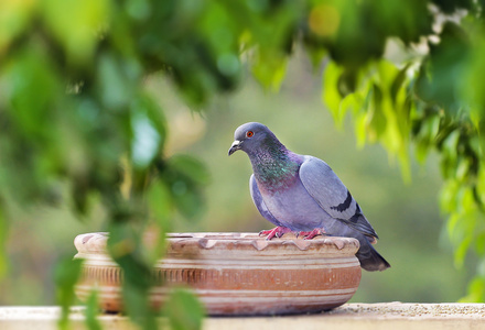 pigeon.park.india