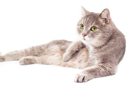 灰色的猫躺在一侧,一个白色的背景照片