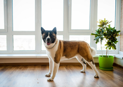 令人惊叹的美国秋田犬摆姿势。老大秋田男孩