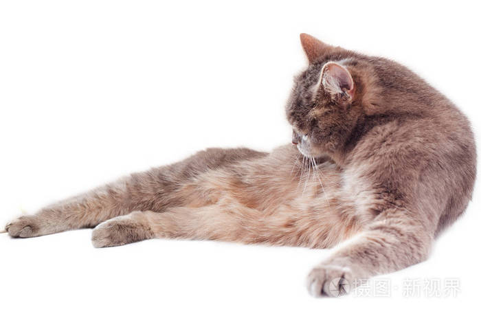 灰色的猫躺在一侧一个白色的背景
