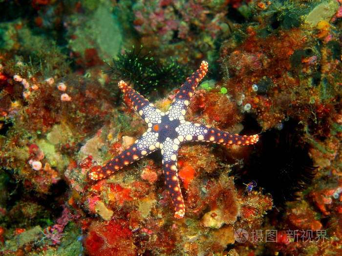菲律宾吕宋岛,阿尼洛,海星惊人的和神秘的海底世界