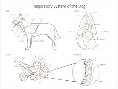 呼吸系统的狗矢量图