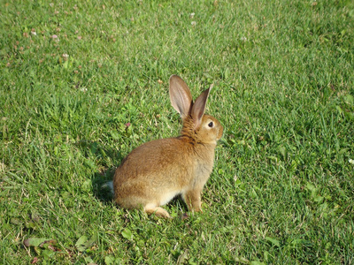 棕色只兔子坐在草地上