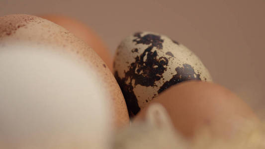 用不同的鸡蛋筑巢。复活节彩蛋