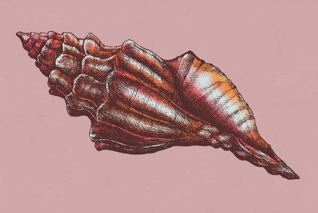 手绘设计元素手绘复古图标与纹理的海螺贝壳矢量图手绘海螺海壳分离