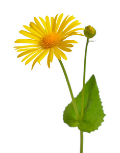 Doronicum, 被称为豹贝恩丝。在白色背景上隔离