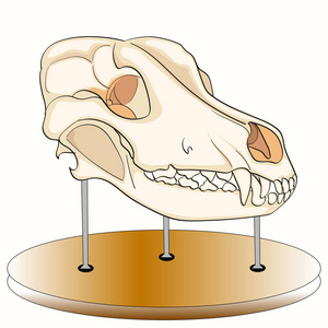 头骨的狗在看台上。解剖, 博物馆的展览。狼的头。在白色背景上